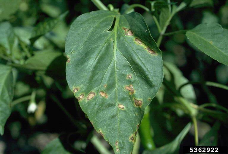 Daños causados por Mancha bacteriana en Pimiento