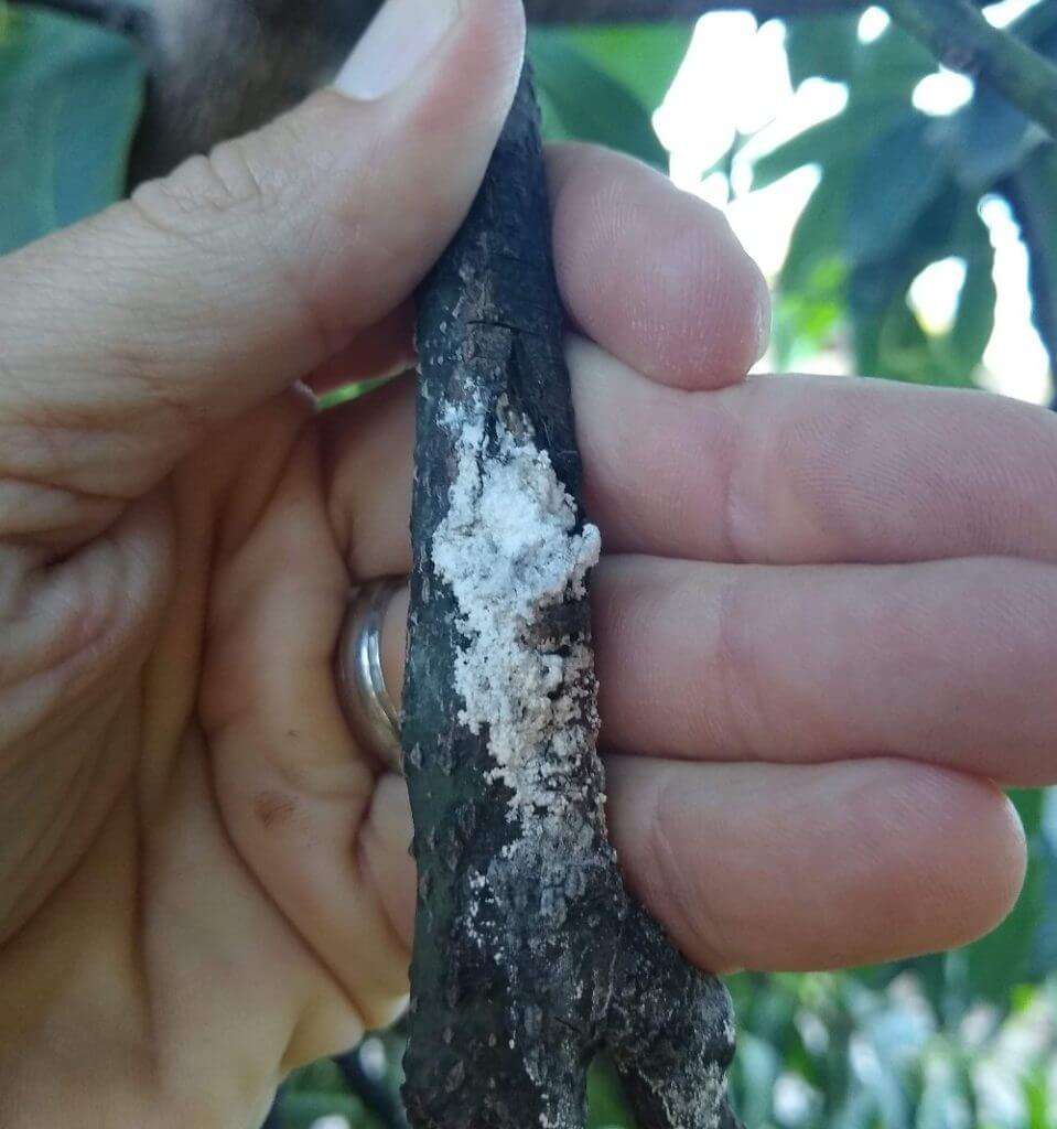 Daños causados por Pudrición negra en Aguacate