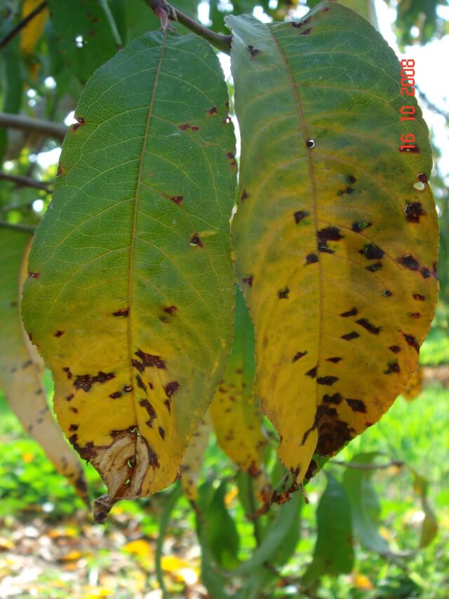 Black spot or bacterial spot: Symptoms and damage on peaches or nectarines