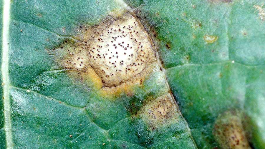 Danos causados por fomoses em beterrabas de mesa