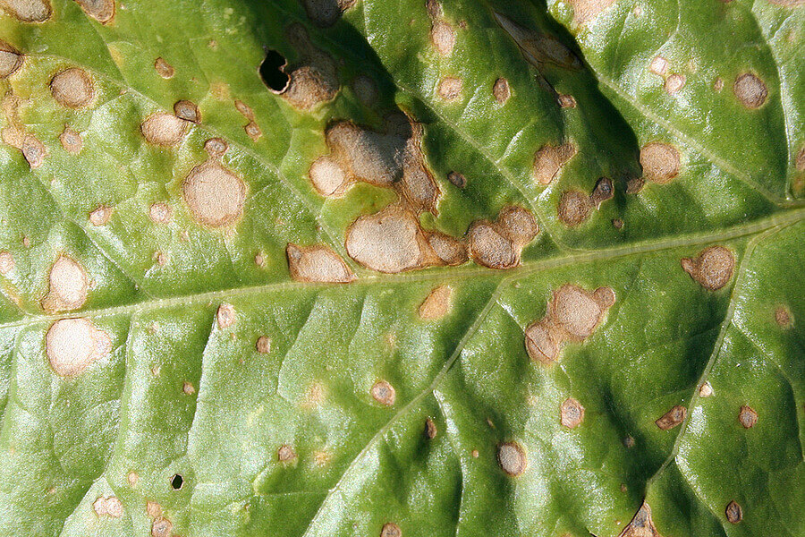 Ramularia in Table Beet: How to Recognize and Treat It Effectively
