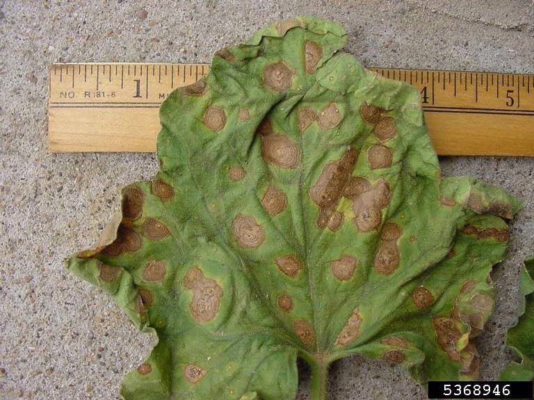 Alternaria in Beetroot: How to Recognize and Treat It Effectively