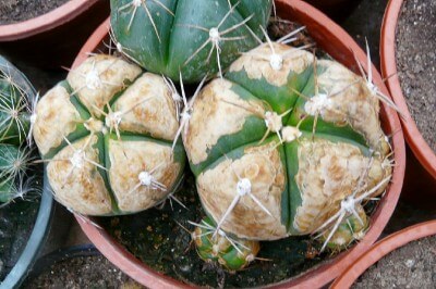 Damage caused by Cactus Rust