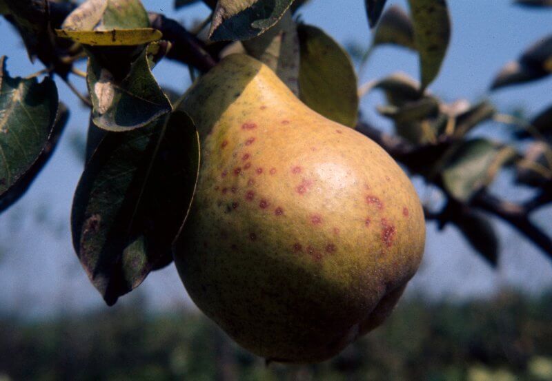 Daños causados por Piojo de San José en Frutales de pepita