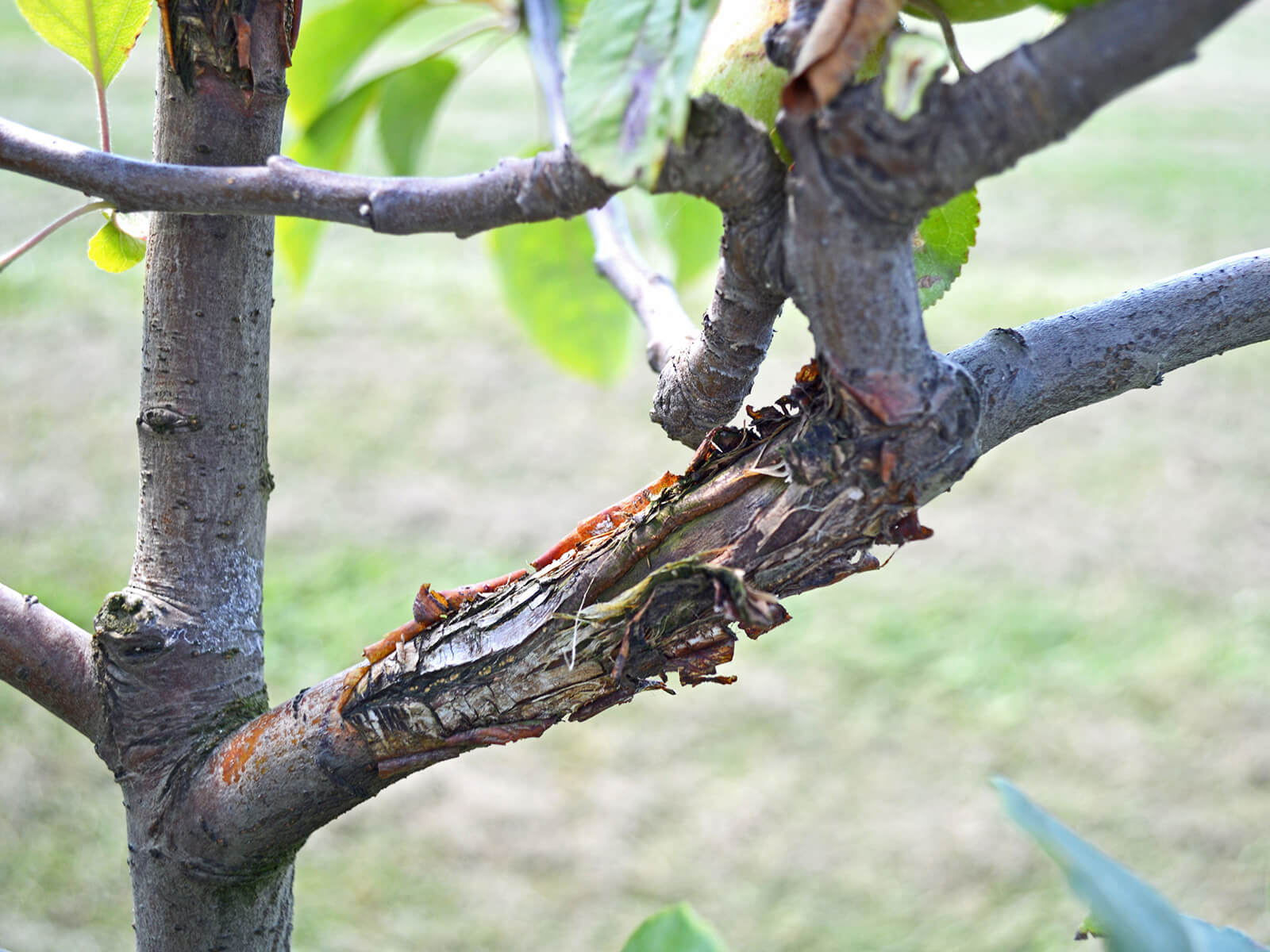 Antracnosis en manzano | idMicrobe