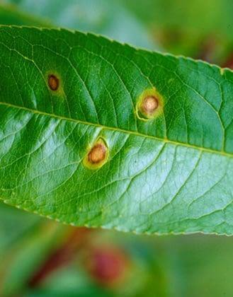 Cribado o perdigonado: Síntomas y daños en Albaricoque