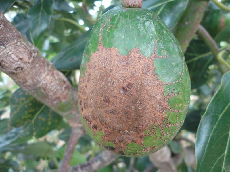 Trips en aguacate | idMicrobe