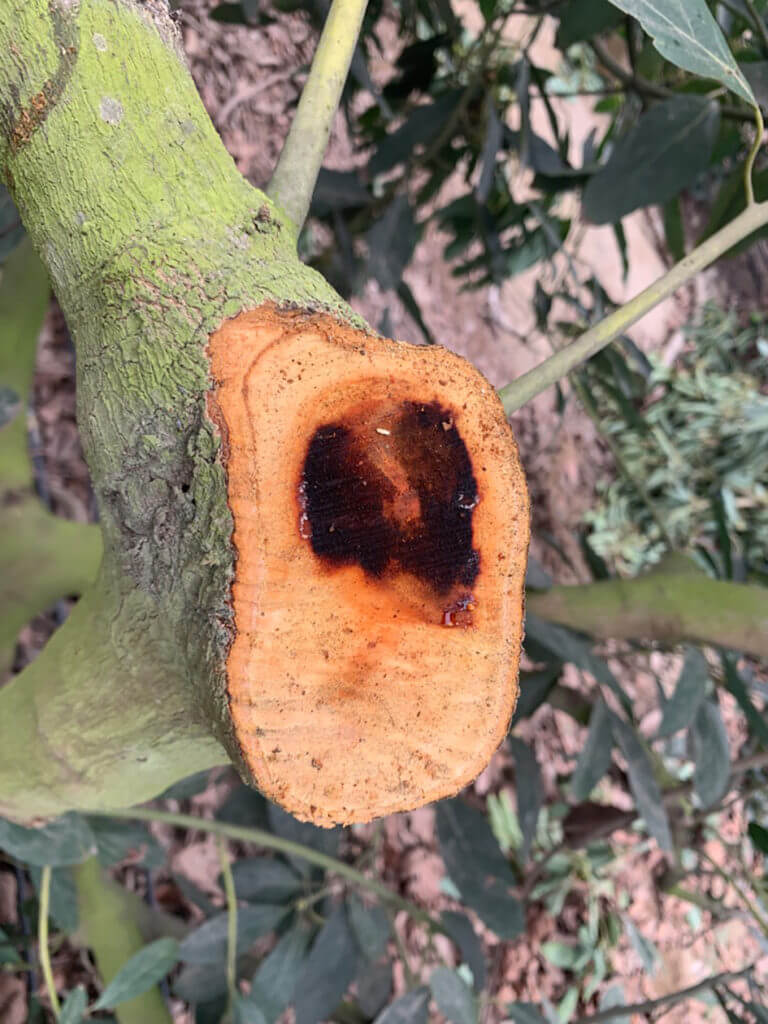 Pudrición negra: Síntomas y daños en Aguacate