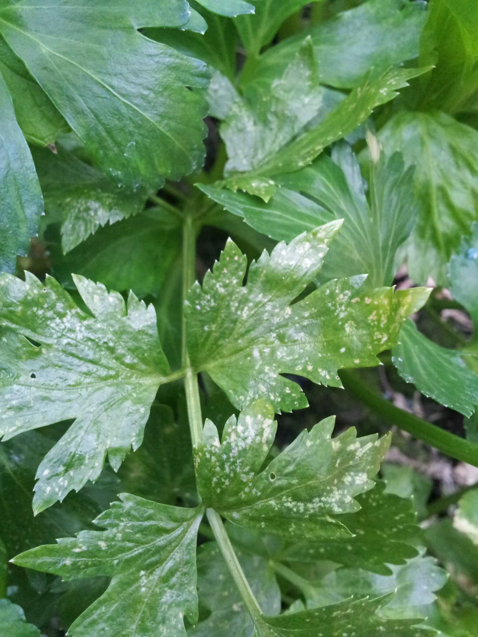 Thrips: Symptoms and Damage in Celery