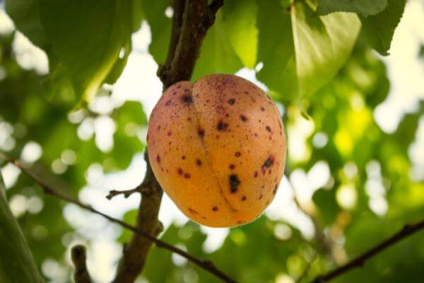 Black spot or bacterial spot on peaches | idMicrobe
