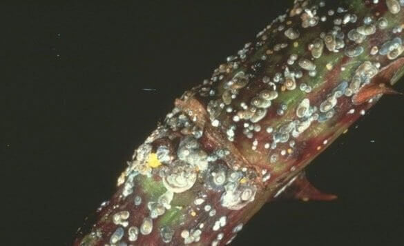 Piojo de San José: Síntomas y daños en Melocotón, durazno o nectarina