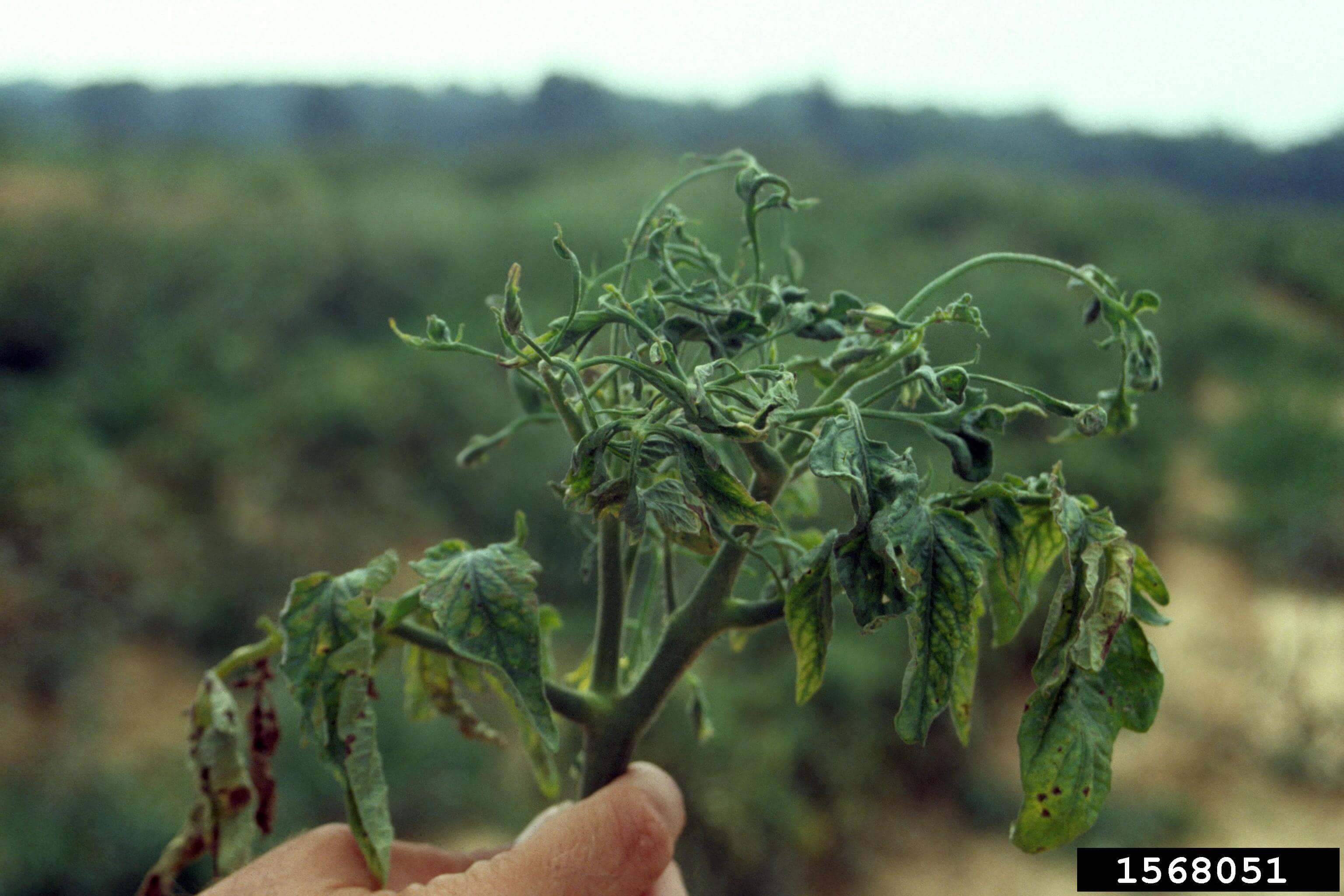 Virus del mosaico del pepino (CMV): Síntomas y daños en Tomate