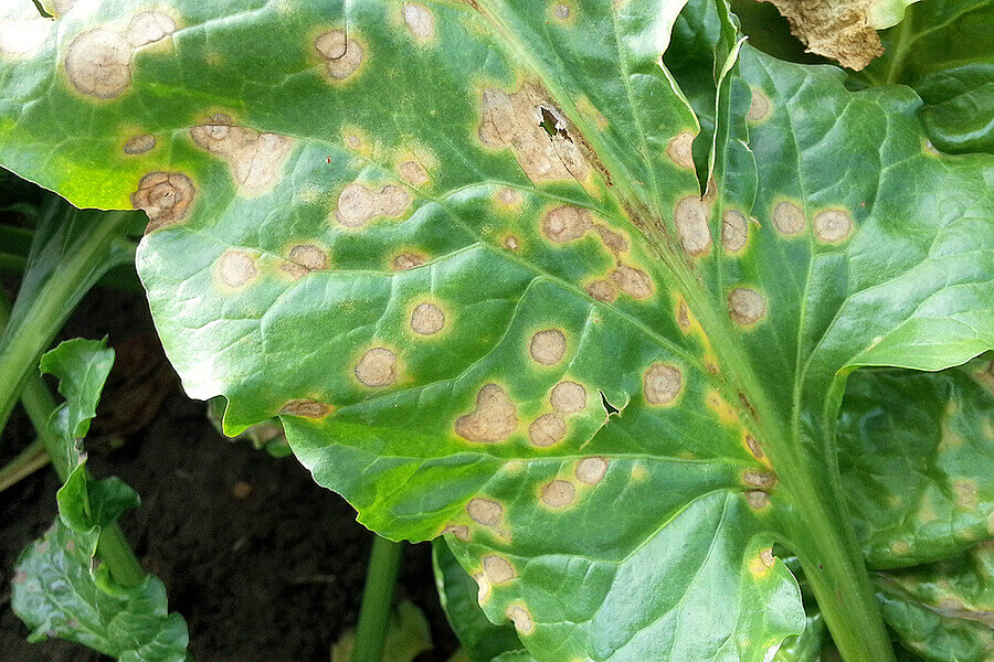 Damage caused by Ramularia in table beet