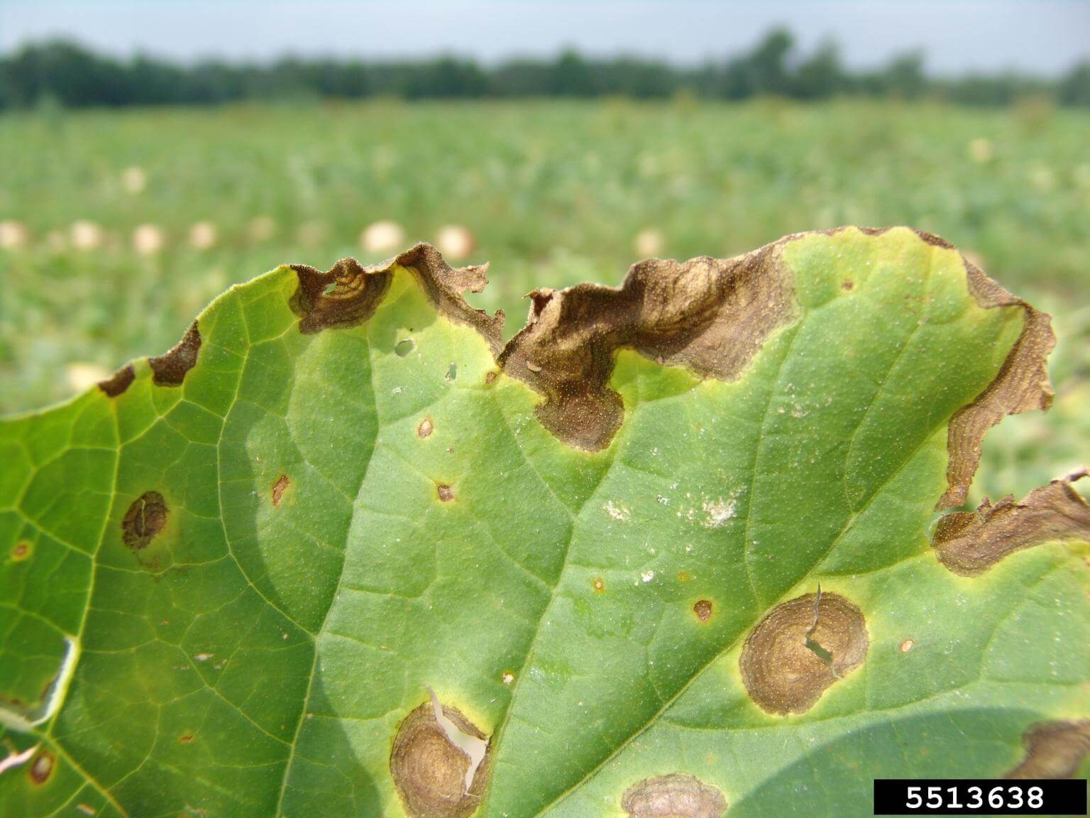 Damage caused by Alternaria in table beets