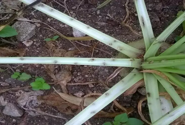 Lixus em beterrabas | idMicrobe