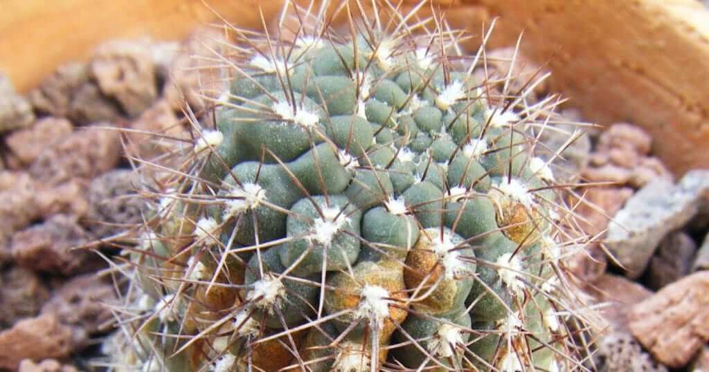 Cactus rust | idMicrobe
