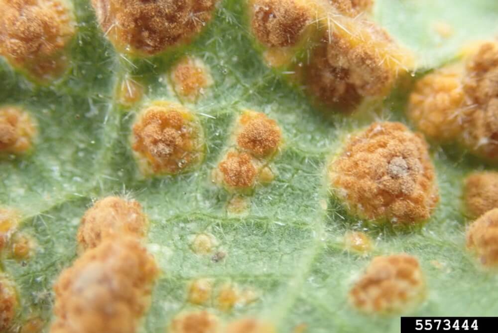 Cactus Rust: Symptoms and Damage