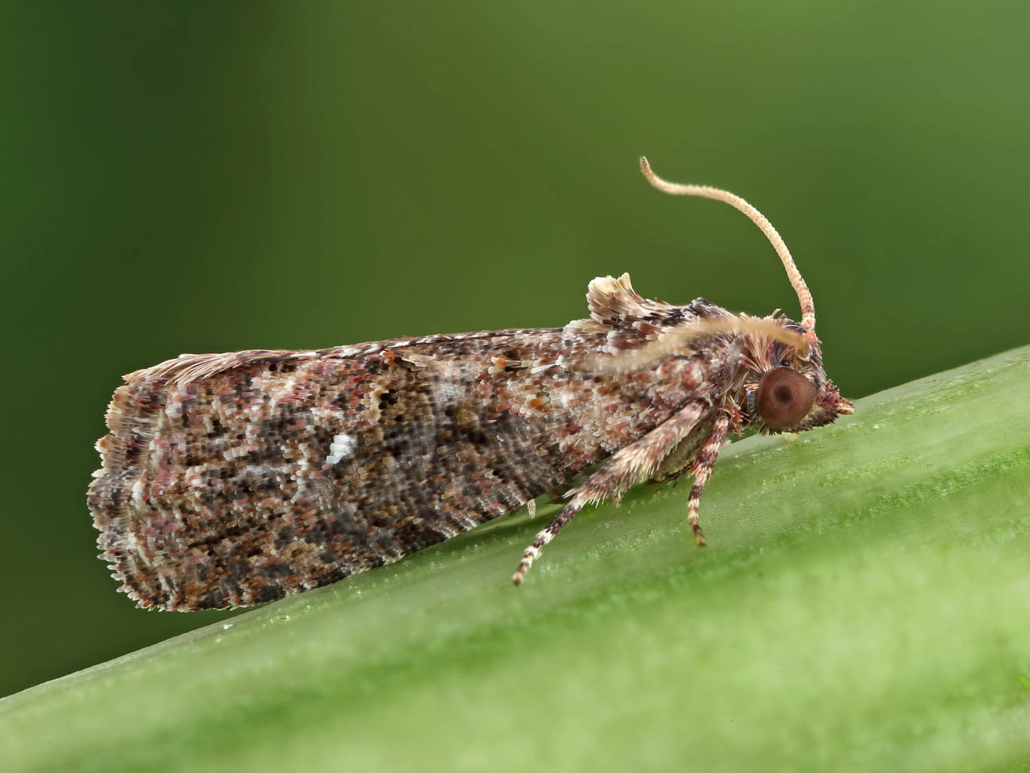 Codling Moth in Apple Tree | idMicrobe