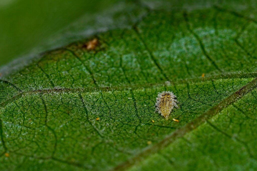 Filoxera en vid | idMicrobe