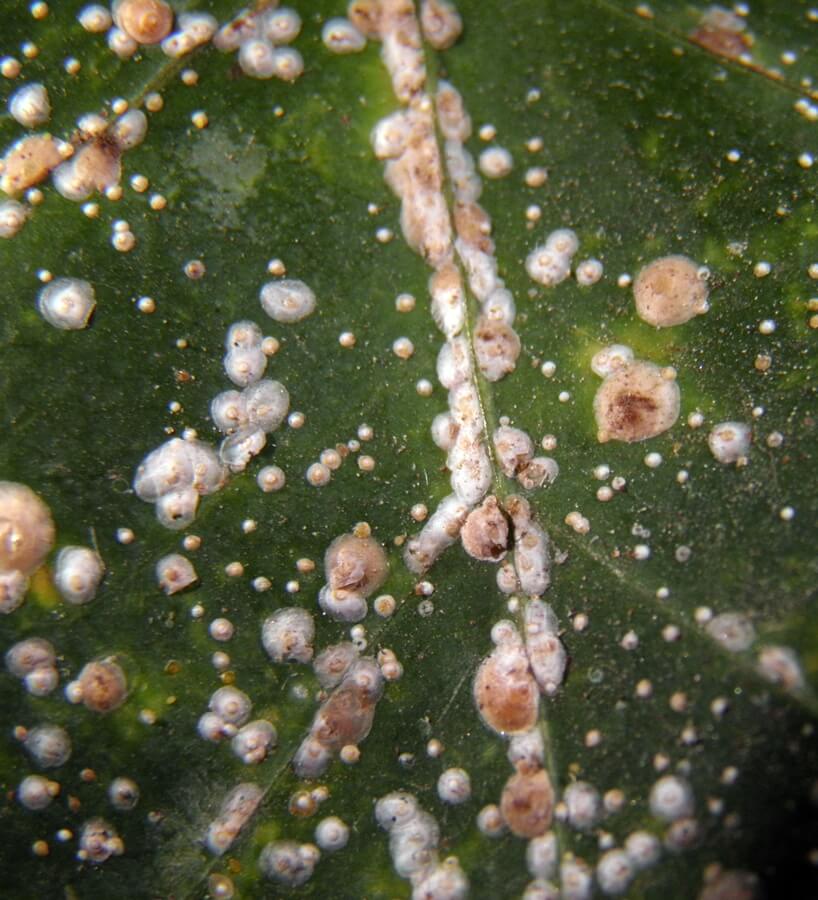 Lapillas, escamas o piojo blanco en platanera | idMicrobe