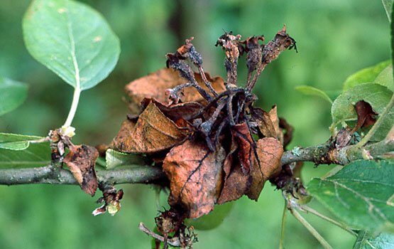 Daños causados por Monilia en Plantas decorativas de jardín y/o interior