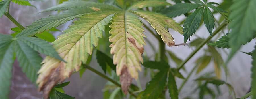 Nematodes in cannabis | idMicrobe