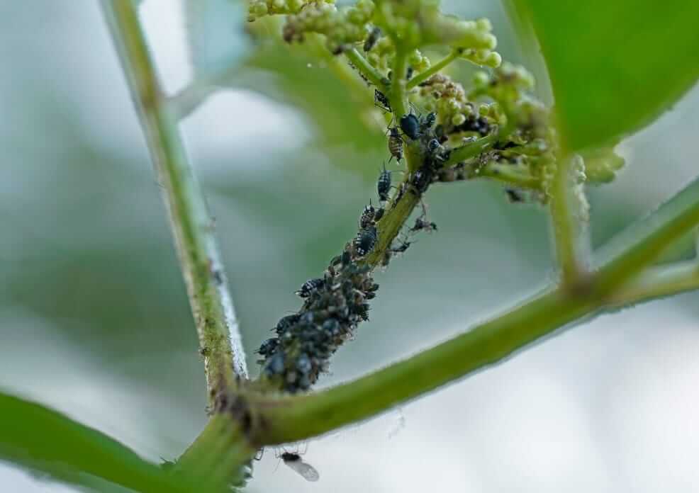 Pulgón negro de las habas en geranio | idMicrobe