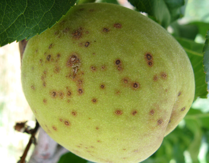 Cribado o perdigonado en albaricoque | idMicrobe