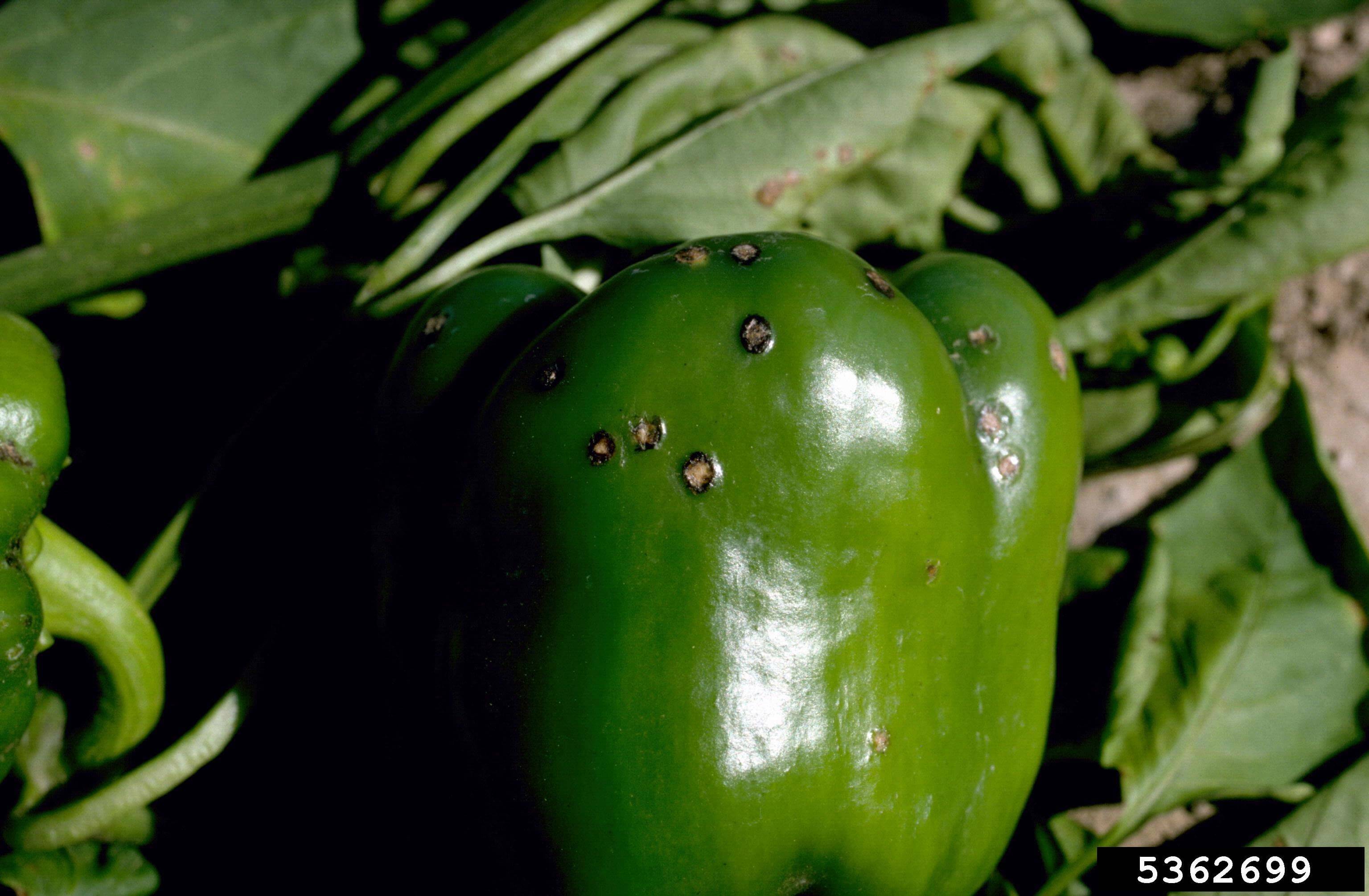 Mancha bacteriana en pimiento | idMicrobe