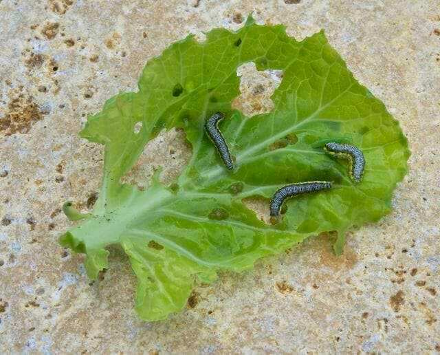 Gusano gris en lechuga | idMicrobe