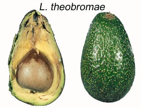 Pudrición negra en aguacate | idMicrobe