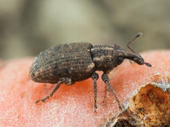 Gorgulho da cenoura | idMicrobe