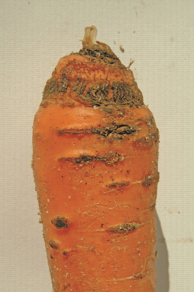 Sarna de cenoura | idMicrobe