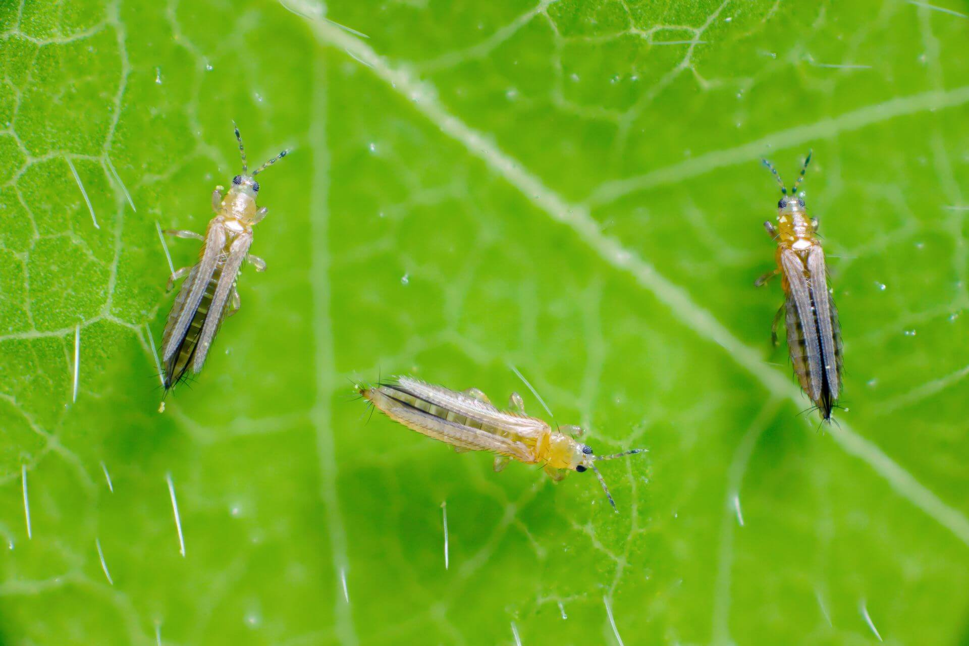 Tripes de cenoura | idMicrobe