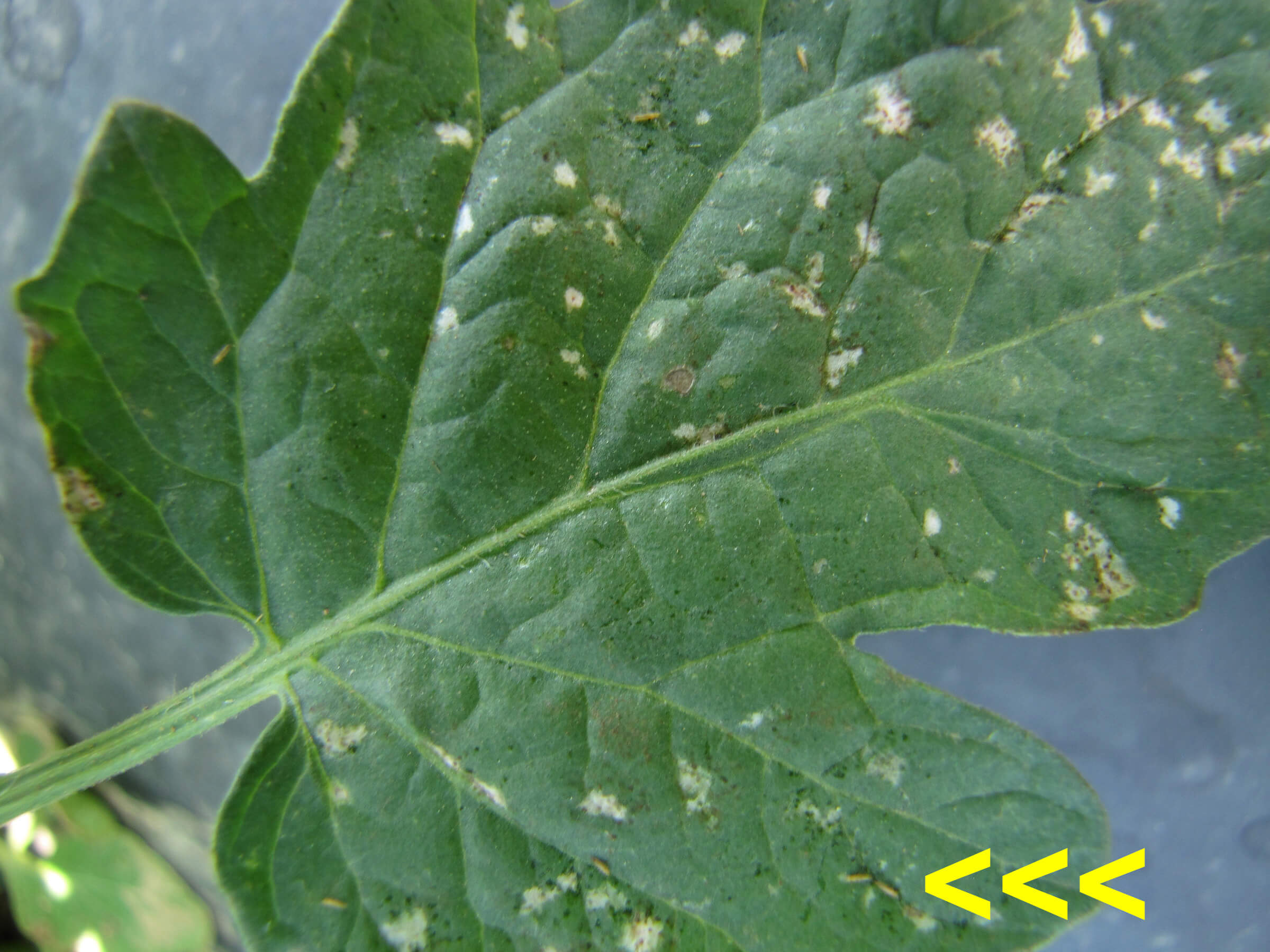 Celery Thrips | idMicrobe