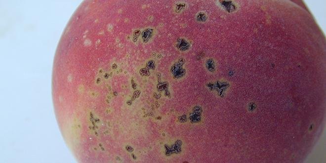 Black spot or bacterial spot on peaches or nectarines: How to recognize and treat it effectively
