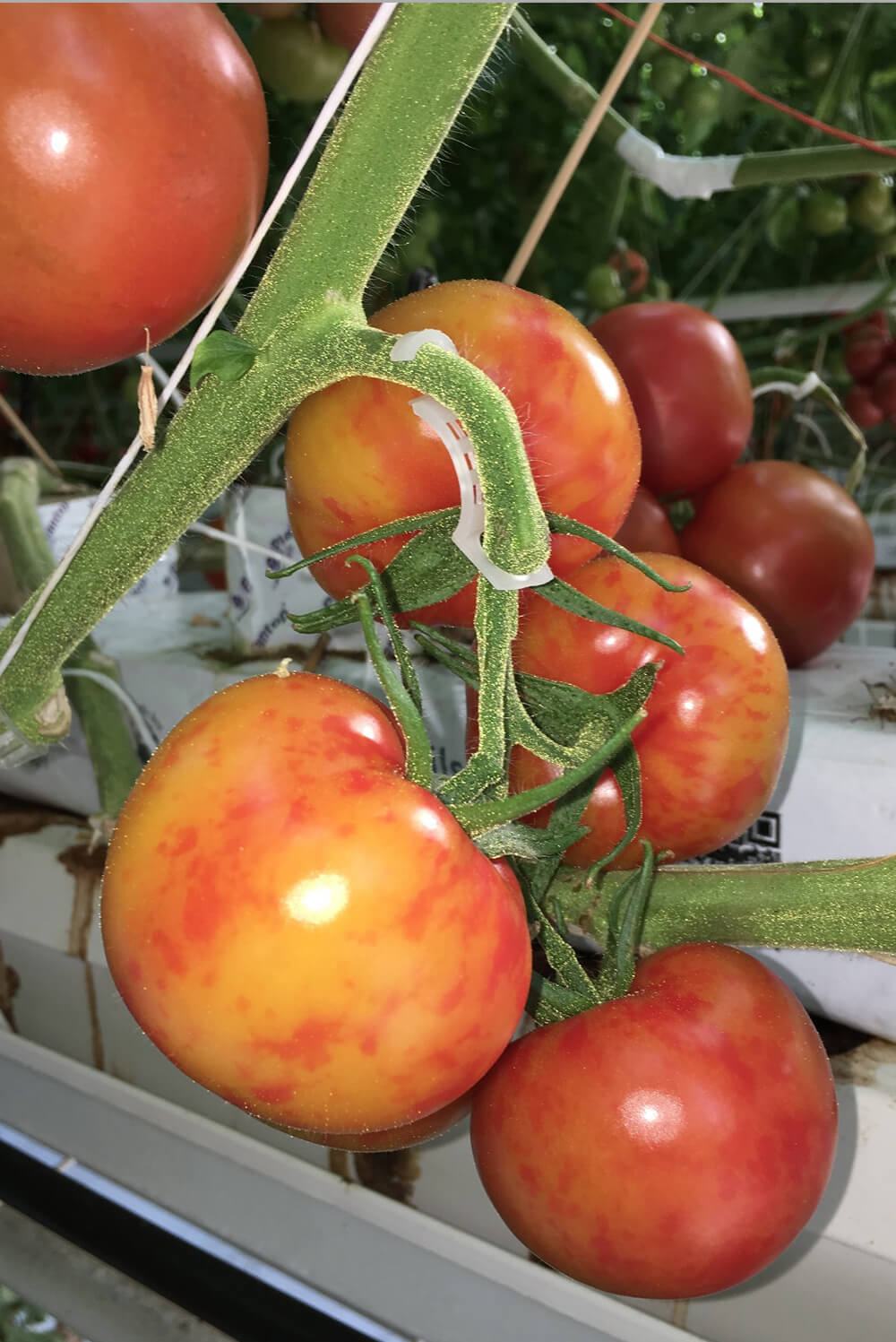 Virus del mosaico del pepino (cmv) en tomate | idMicrobe