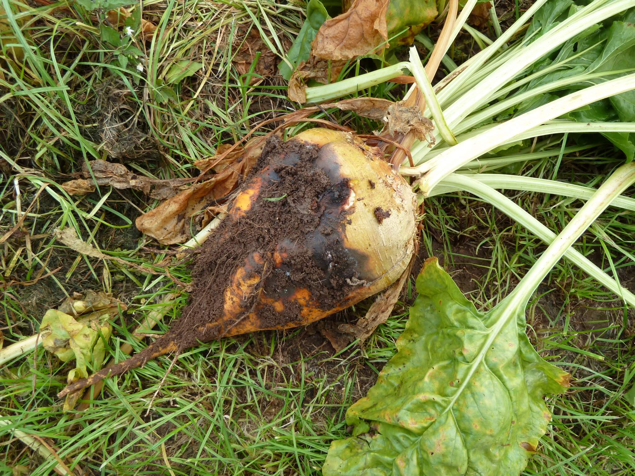 Podridão marrom da coroa e da raiz em beterrabas | idMicrobe