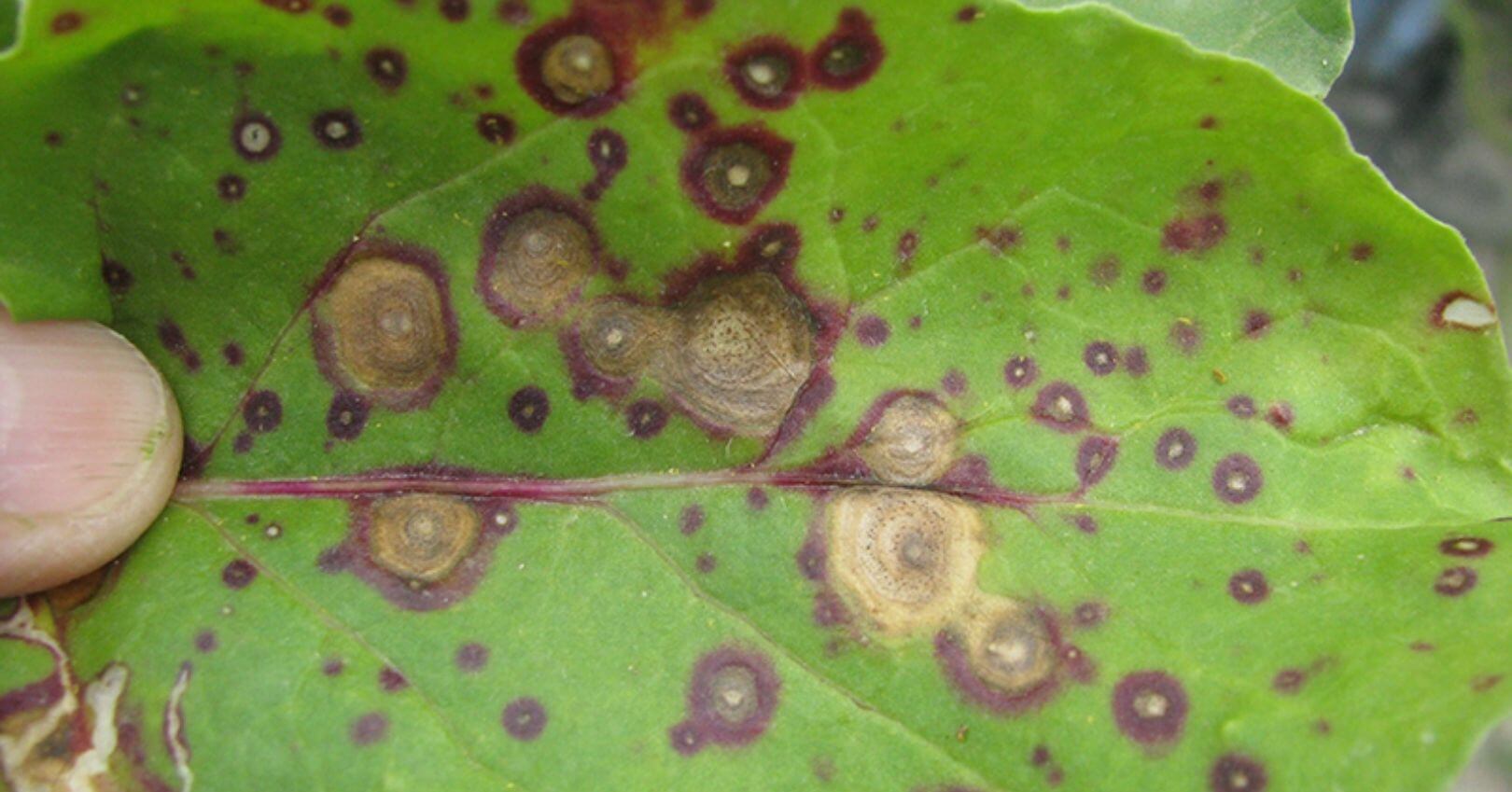 Fomose em beterrabas | idMicrobe