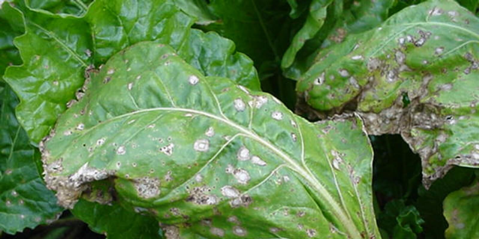 Ramularia: Symptoms and damage in table beets