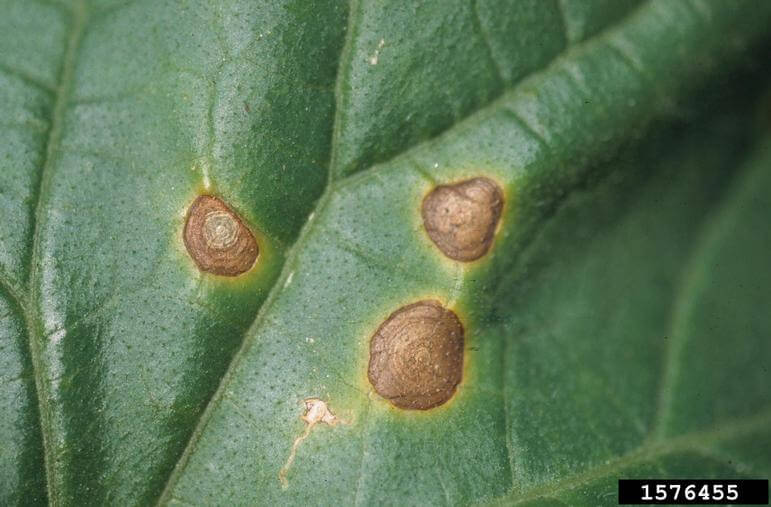 Alternaria: Symptoms and Damage in Table Beetroot