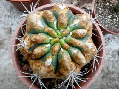 Cactus Rust: How to Recognize and Treat It Effectively