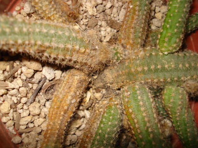 Cactus rust | idMicrobe