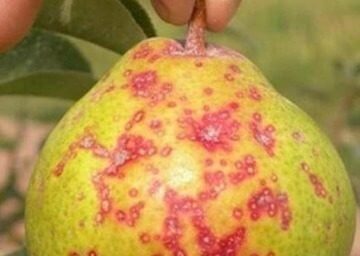 Piojo de san josé en frutales de pepita | idMicrobe