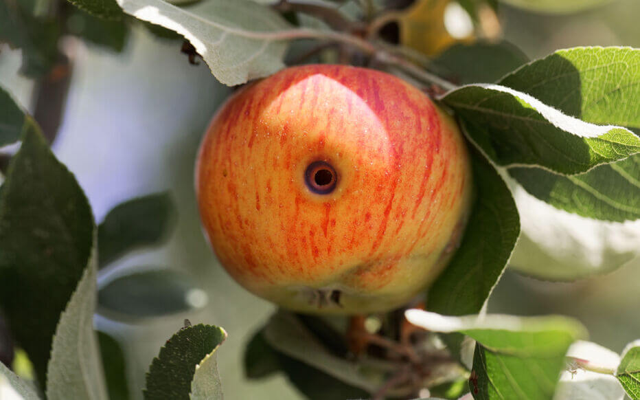 Codling Moth in Apple Trees: How to Recognize and Treat It Effectively