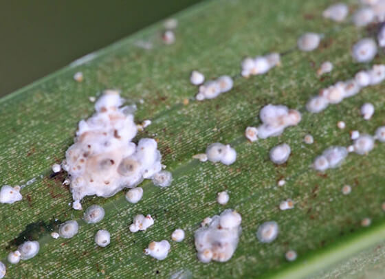 Lapillas o escamas o piojo blanco en Platanera: Cómo se reconoce y se trata eficazmente