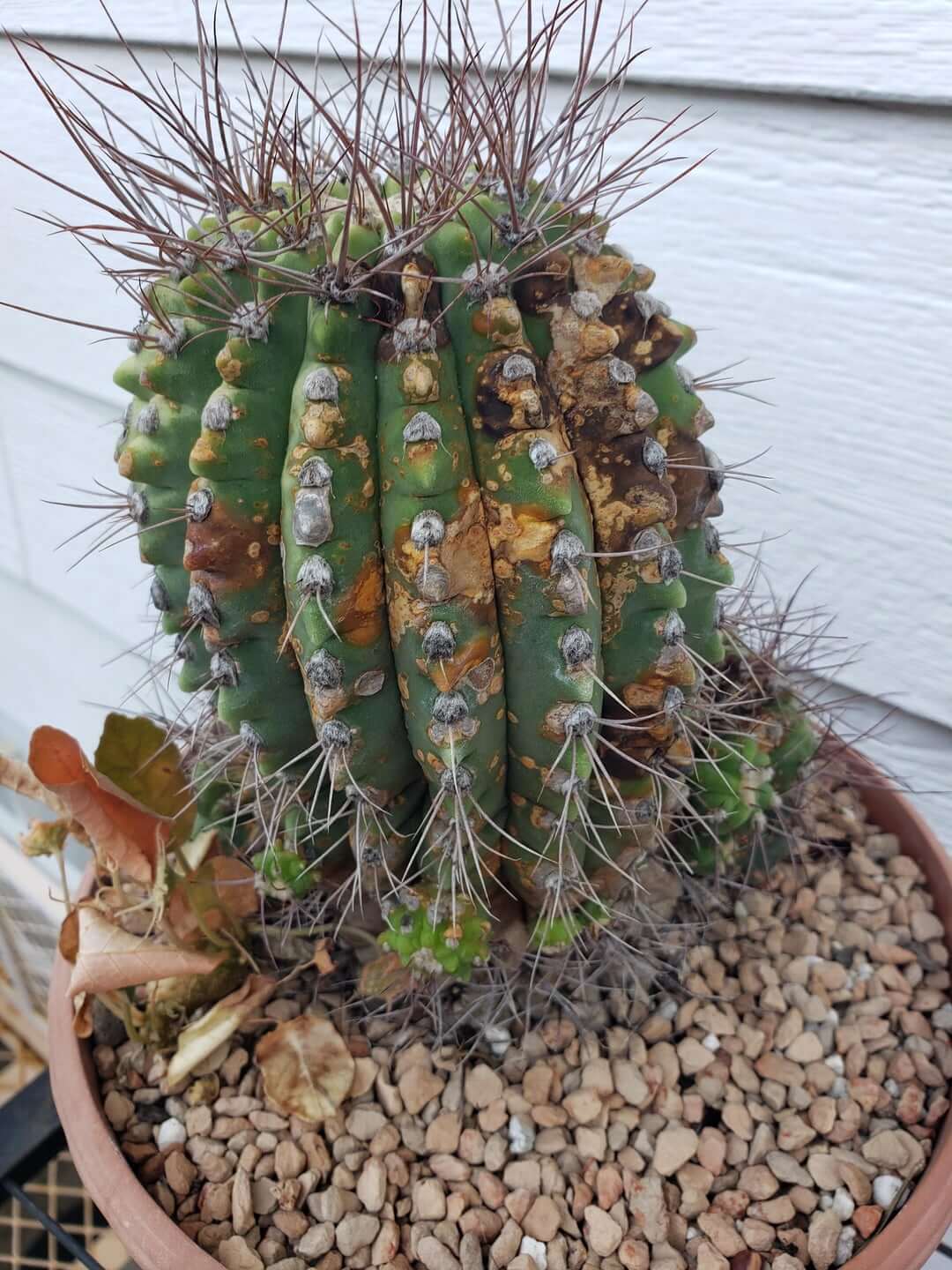 Cactus Rust: How to Recognize and Treat It Effectively