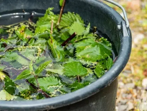 PURÍN DE ORTIGA