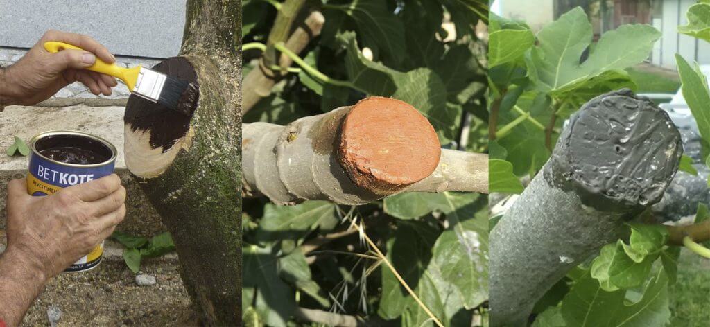 LIMPIAR LA ZONA AFECTADA Y APLICAR PASTA DE CENIZA CON AJO O CANELA