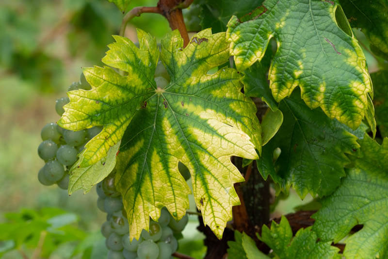 Carencia de nitrógeno en plantas | idMicrobe
